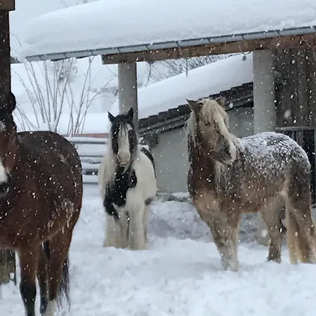 Pony Ziegen Hasen Ranch In Daire