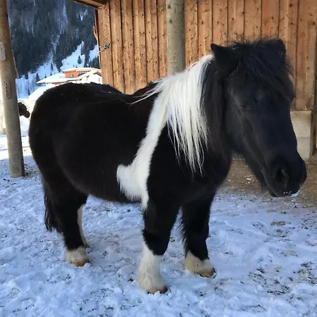 Pony Ziegen Hasen Ranch In Daire Bichlbach