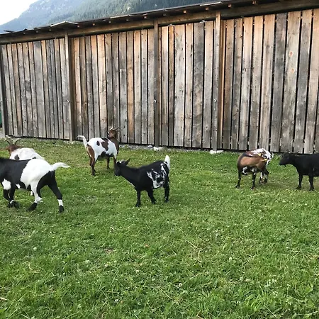 Apartment Pony Ziegen Hasen Ranch In Bichlbach