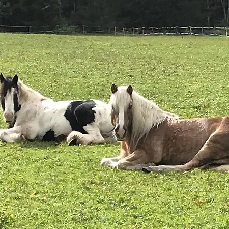 Pony Ziegen Hasen Ranch In Bichlbach